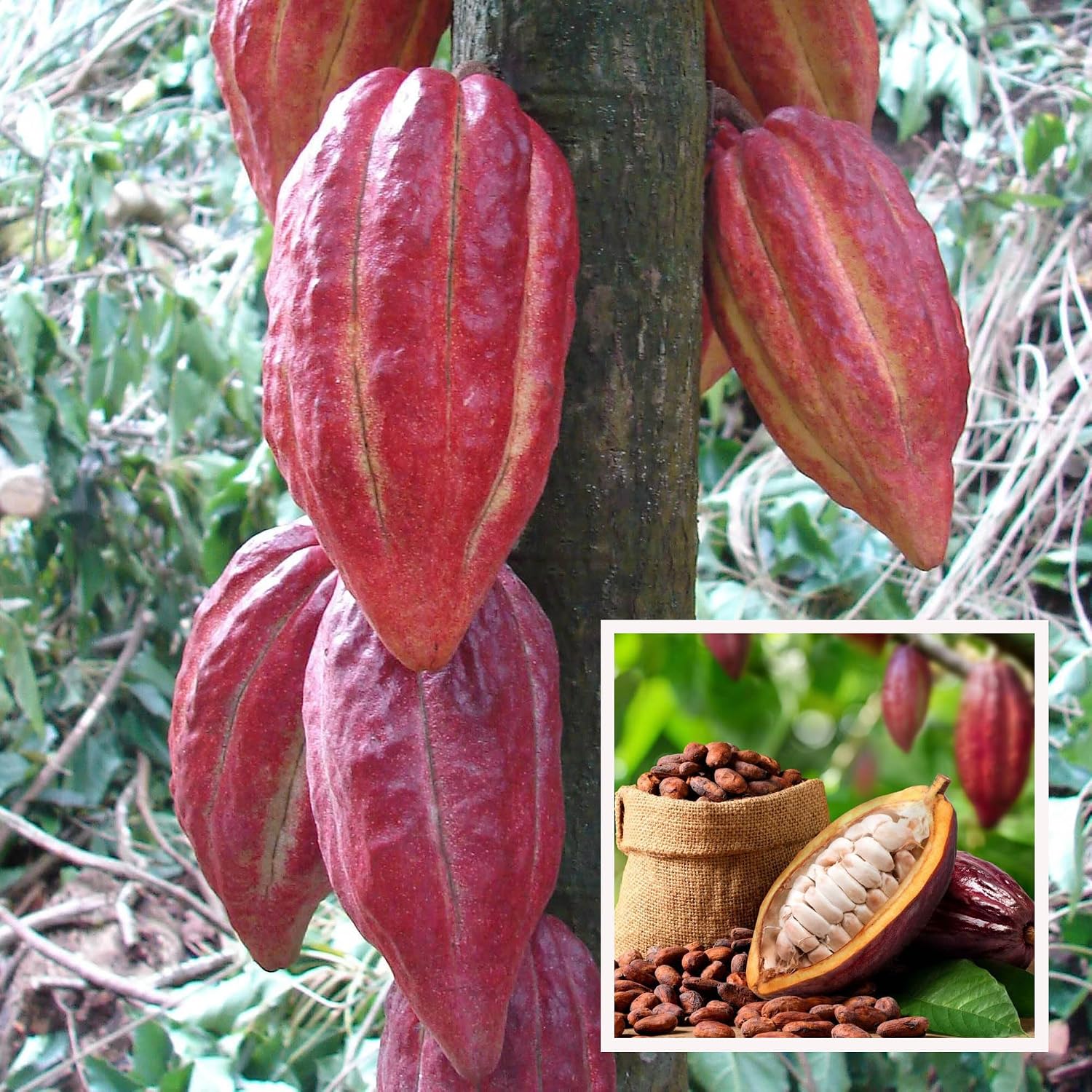Seeds Ville Cocoa Fruit Live Plant 45-90 cm Tall