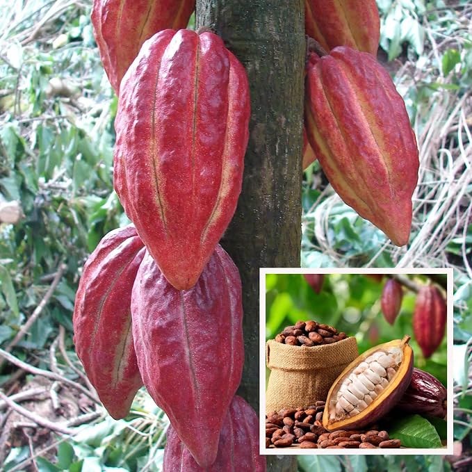 Seeds Ville Cocoa Fruit Live Plant 45-90 cm Tall