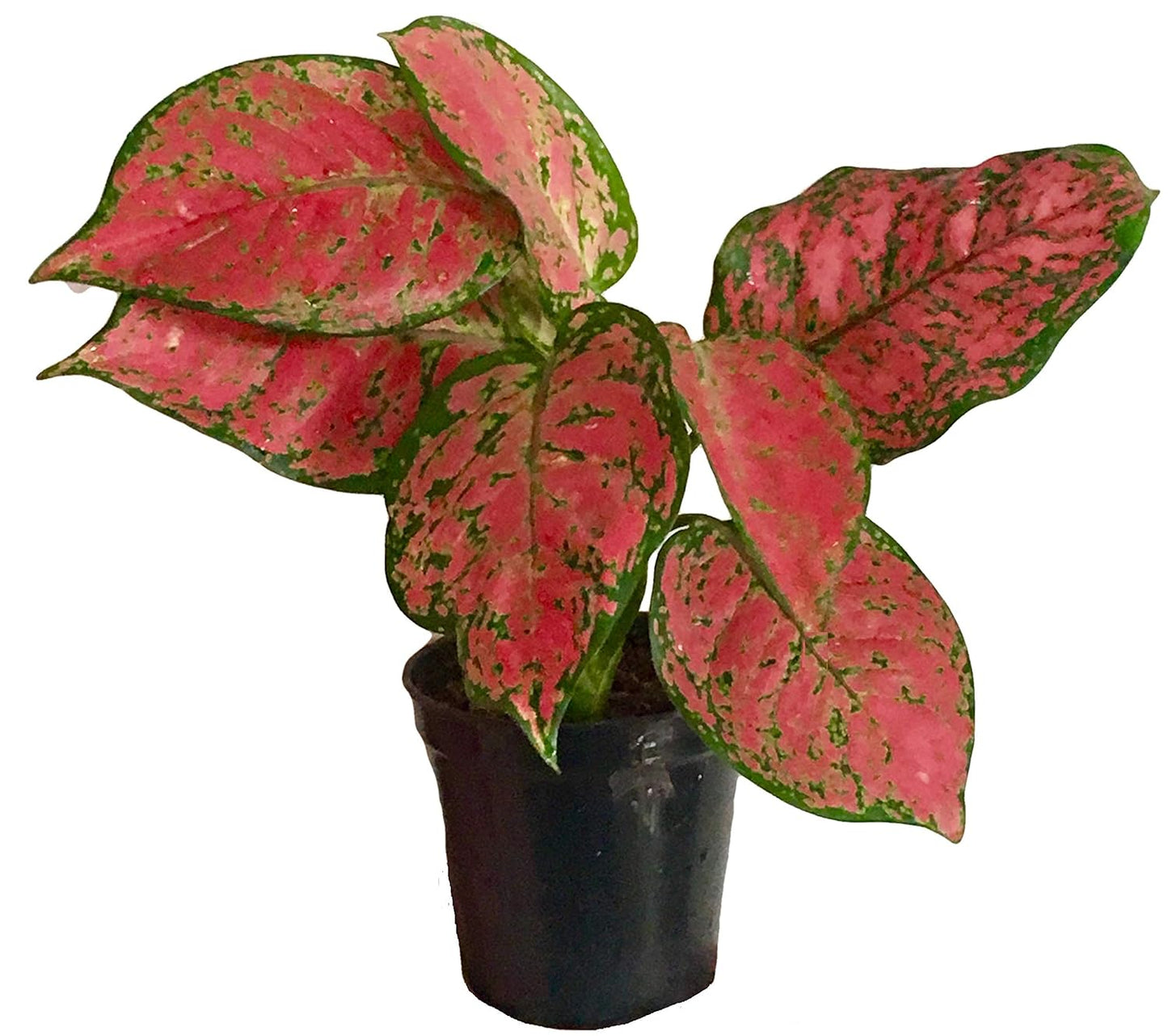 The Four Seasons Aglaonema Red Valentine Natural Live Plant in Pot