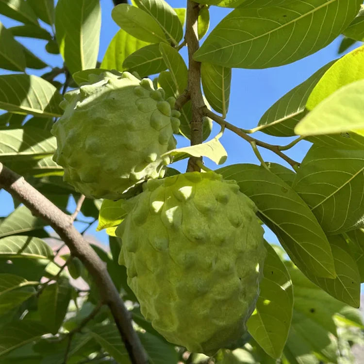 Premium Tropical Sugar Apple Seeds: Grow Delicious Sweetsop Custard Fruit at Home