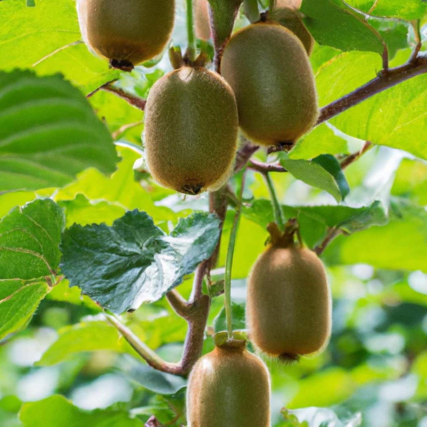 Guruji Plantation Live Kiwi Plant Exotic Climbing Fruit Vine with Sweet & Tangy Kiwis | Easy to Grow & Nutrient-Rich (1)