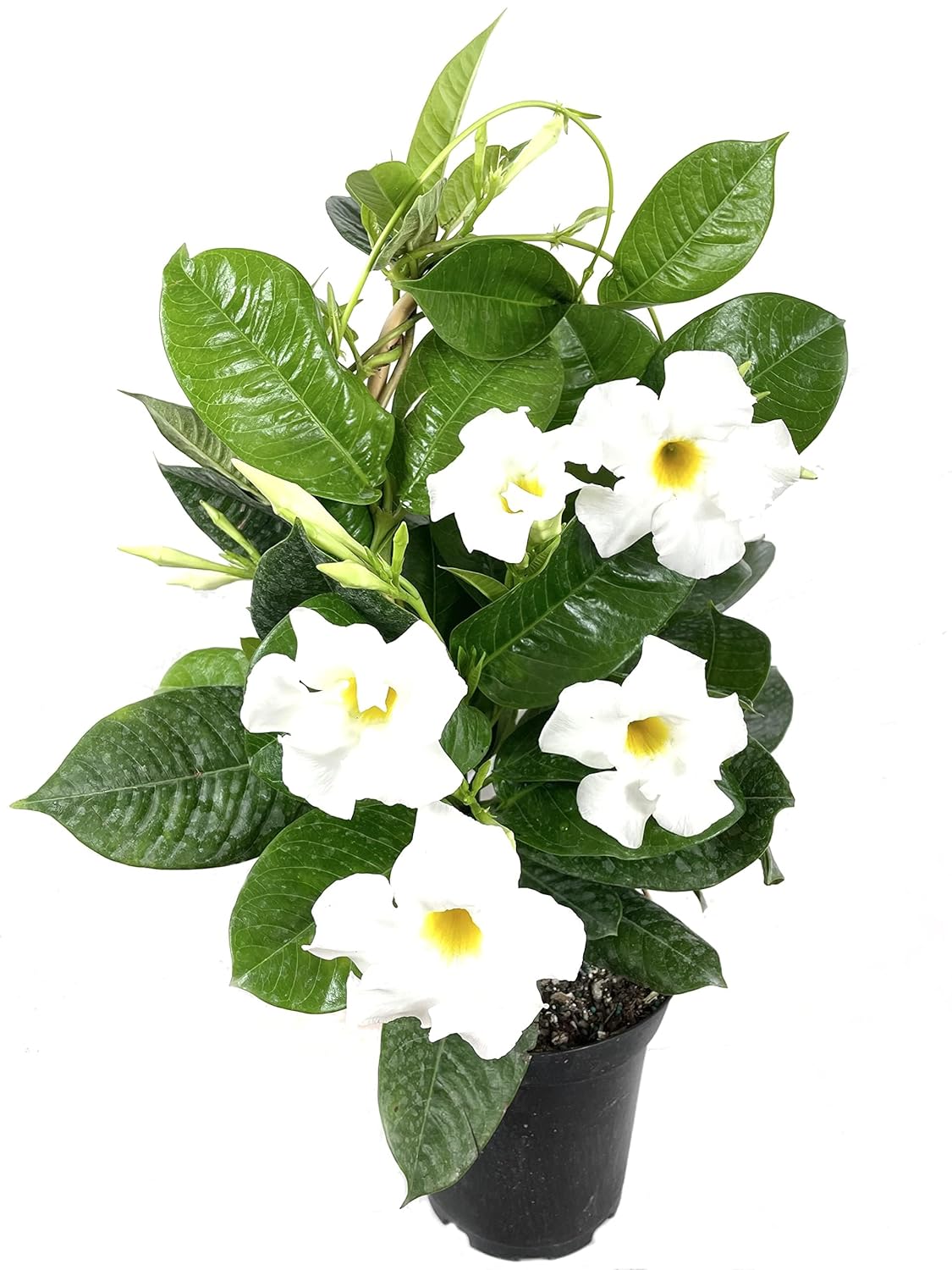 35+ Seeds- White Hybrid All Seasons Mandevilla Vine Flower Seeds- Grow All India