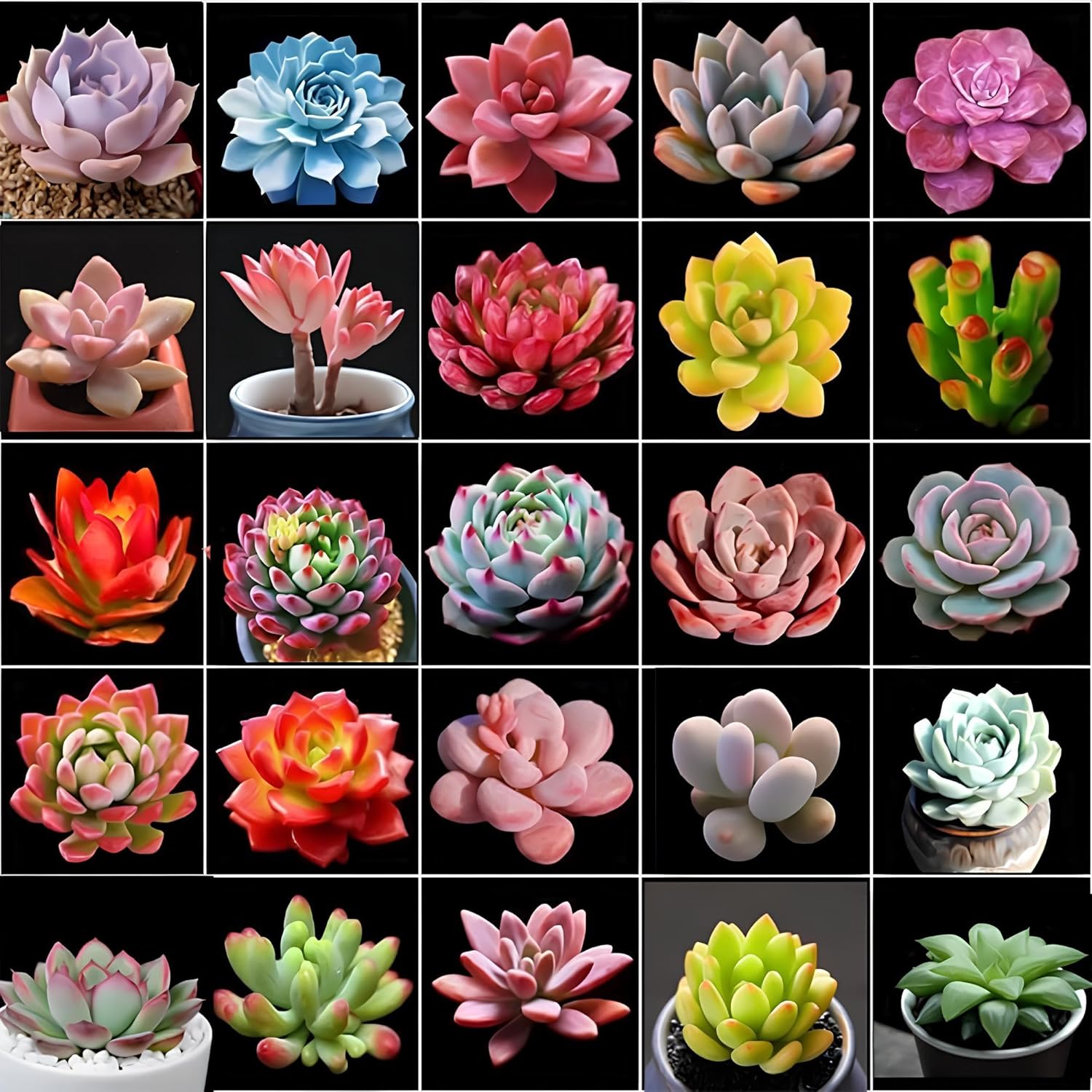 75+ Seeds - Air Purifier Mix Cacti Succulent Seeds Pack For Home Garden Planting - Grow Year Round. - Seeds Ville
