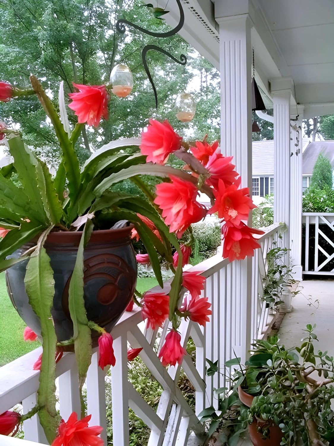 Red Night Queen Live Plant | Organic Flowering Plant for Garden, Balcony and Outdoor Spaces | Stunning Red Blooms with Rich Fragrance Ideal for Home Garden Lovers and Decorators