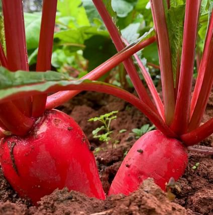 Premium Pineapple Fruit Radish Seeds: Sweet, Juicy, Purple-Skinned Root Vegetable