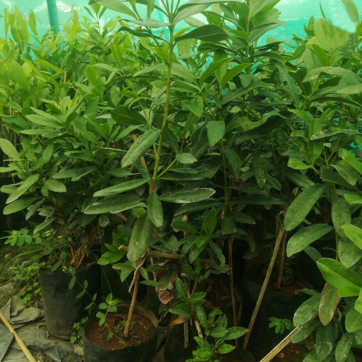 All Spice Pimenta Dioica spice scented leaf Spice Live Plant (1.5-3 Feet Height)