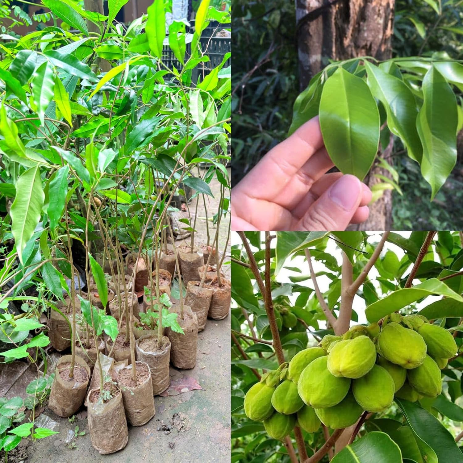 Seeds Ville Rare Agarwood Live Plant Fragrant Oud Tree 2-Pack