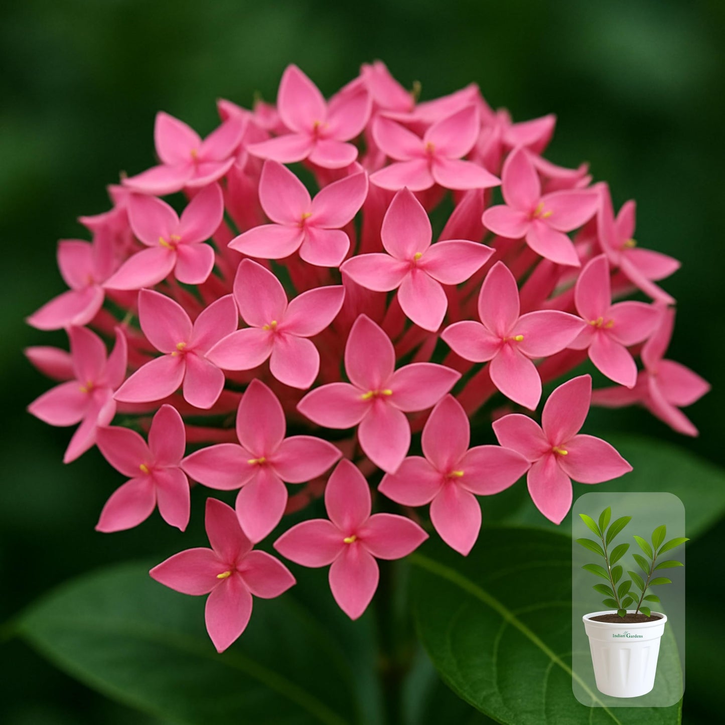 Indian Gardens - Ixora Mini Coccinea Red | Jungle geranium | Flame of the woods | Jungle flame | pendkuli live plant Outdoor Plant with 4 Inch Pot