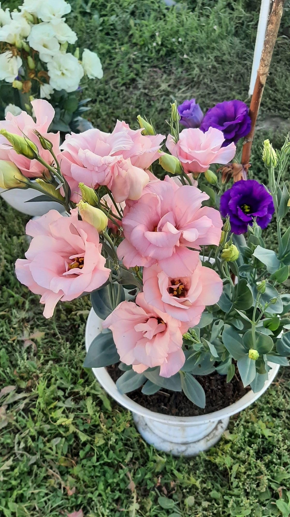 Radha Krishna Agriculture® Imported Lisianthus Flower Seeds for Home and Kitchen Gardening Pack of 100 seeds (MULTISHADE)