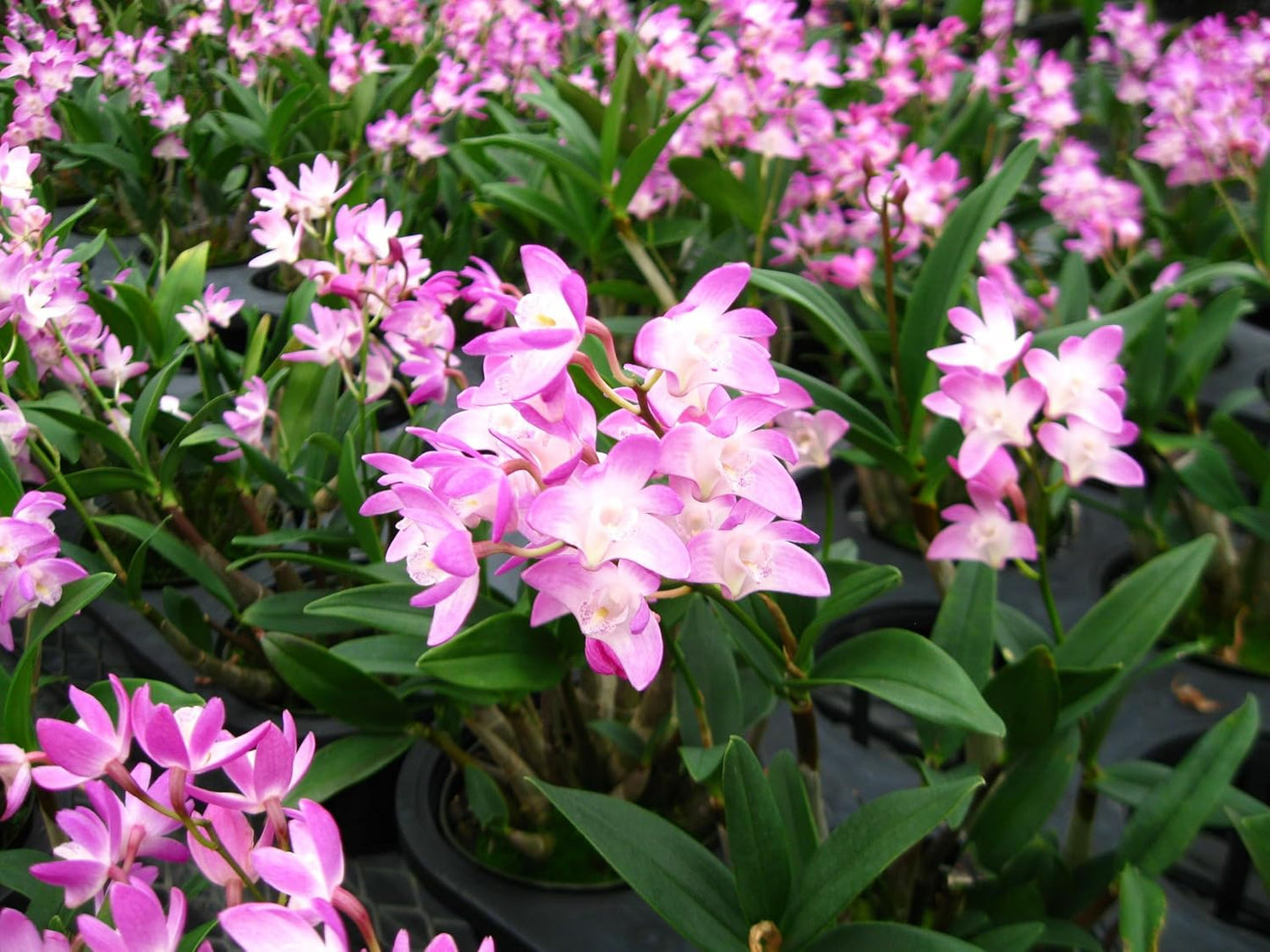 Sonia Red Dendrobium Orchid Live Flowering Plant Pack of 1