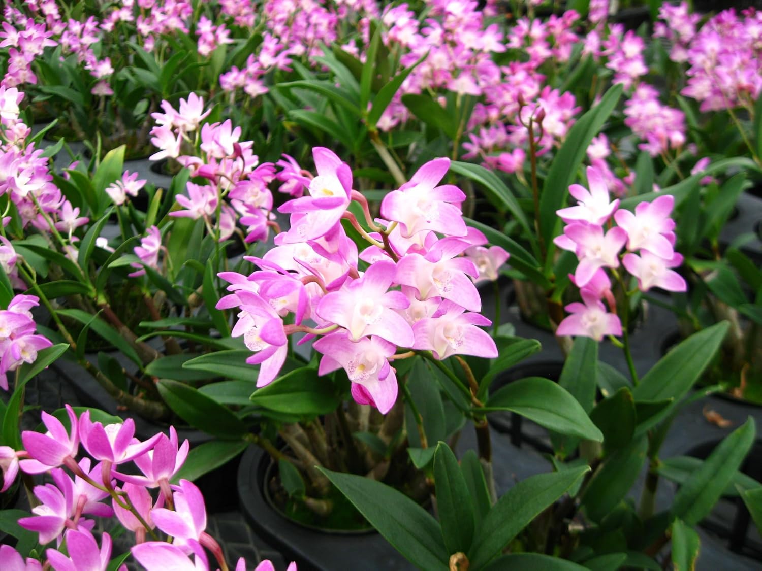 Sonia Red Dendrobium Orchid Live Flowering Plant Pack of 1