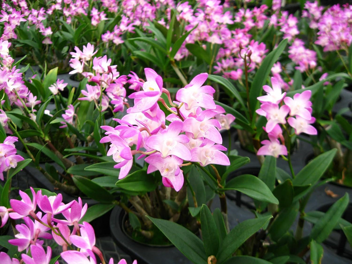 Seeds Ville Sonia Red Orchid Live Flowering Plant Pack of 1