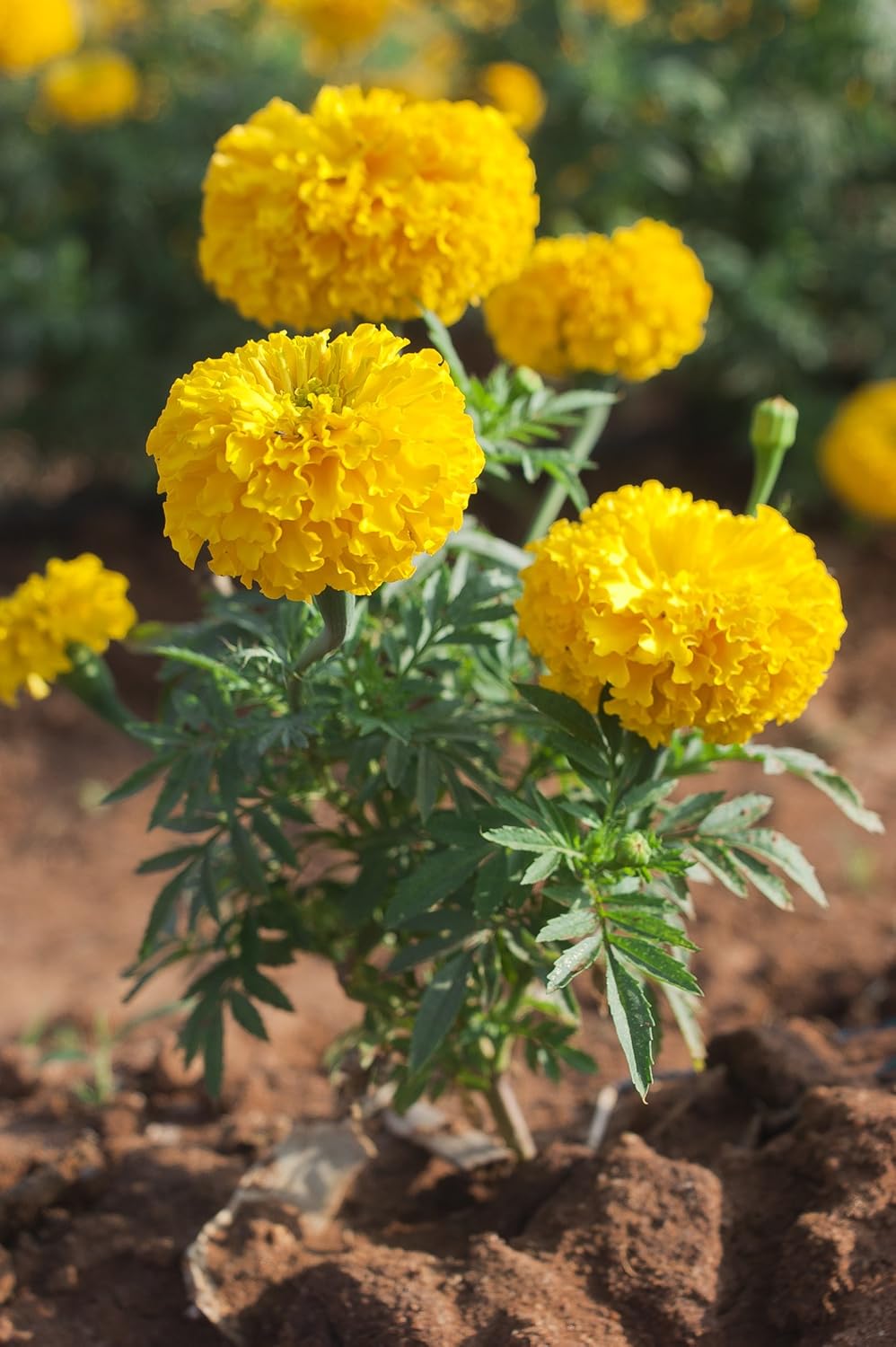 Yellow Marigold Seeds, Produces More Flowers for Longer Than Most Marigolds, Pack of 50 Seeds - Big Duck&Trade - Seeds Ville