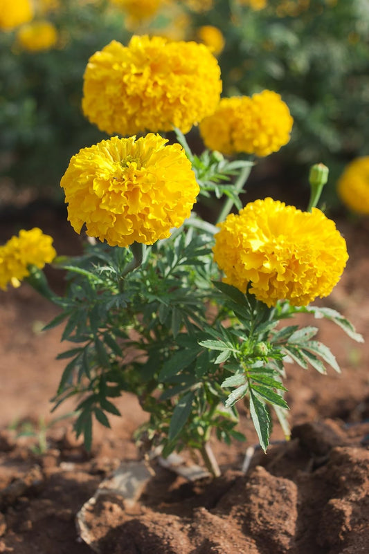 Yellow Marigold Seeds, Produces More Flowers for Longer Than Most Marigolds, Pack of 50 Seeds - Big Duck&Trade - Seeds Ville