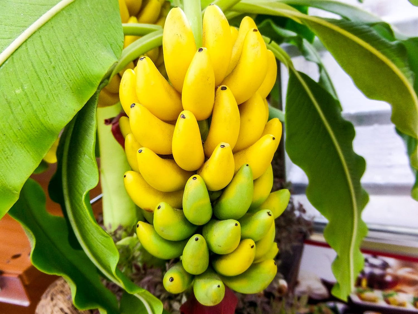 M J CREEPERS (Combo Pack Of 2) Tissue Culture YELAKKI Banana Plant, Elaki (Elaichi) Banana Kela fruit Plant, Musa Fruit Plant for Outdoor Gardening, 2 Healthy Live Plant In Grow Bag.