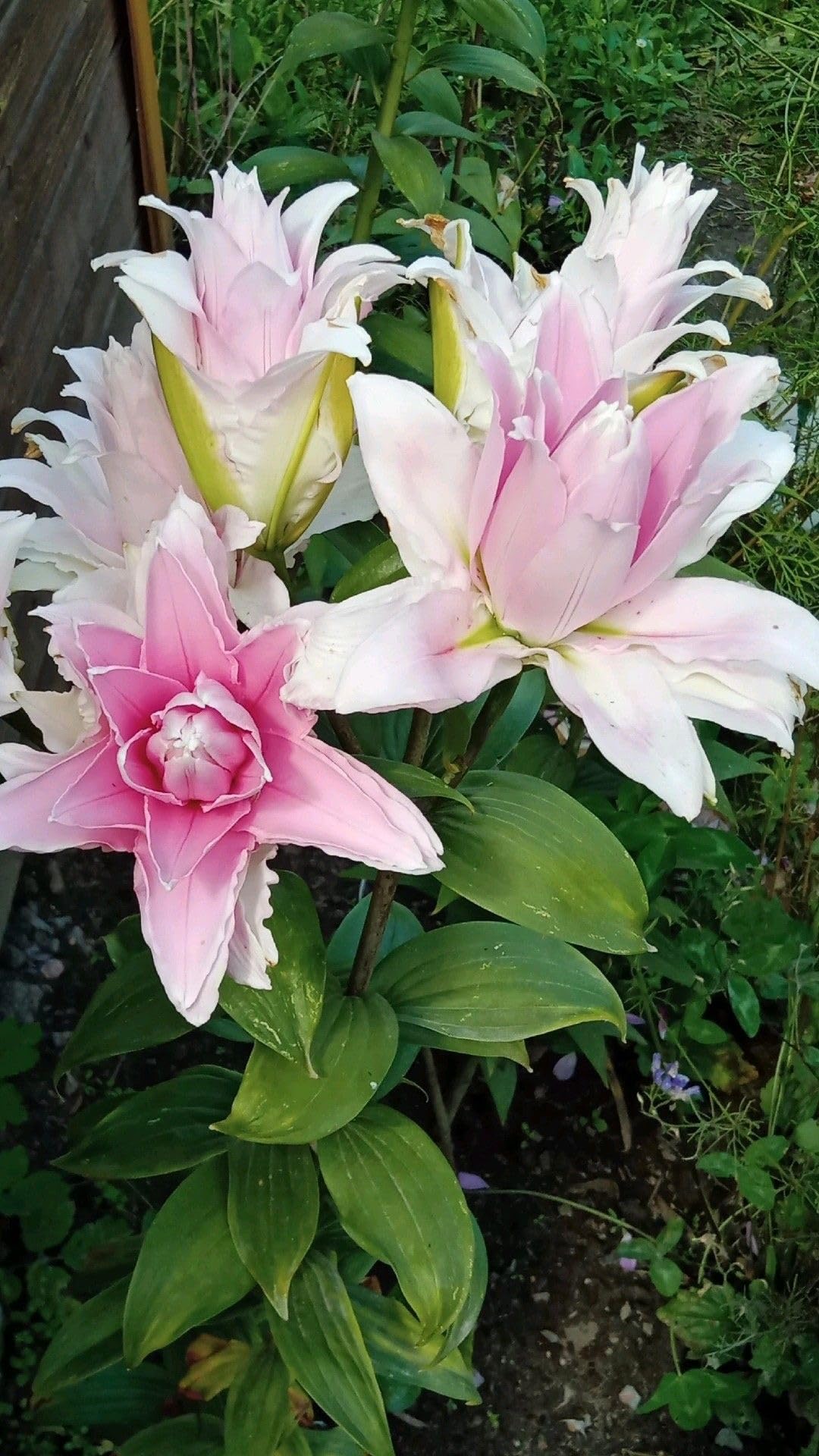 SVG® Double Oriental Lily Flower Bulbs for Home and Gardening, pack of 1 Bulbs (SHADED PINK)
