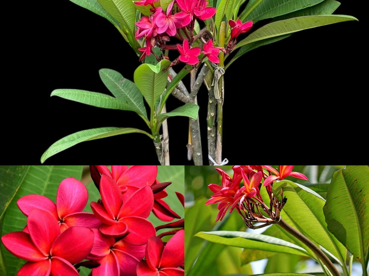Seeds Ville Rare Red Plumeria Live Plant Pack of 1