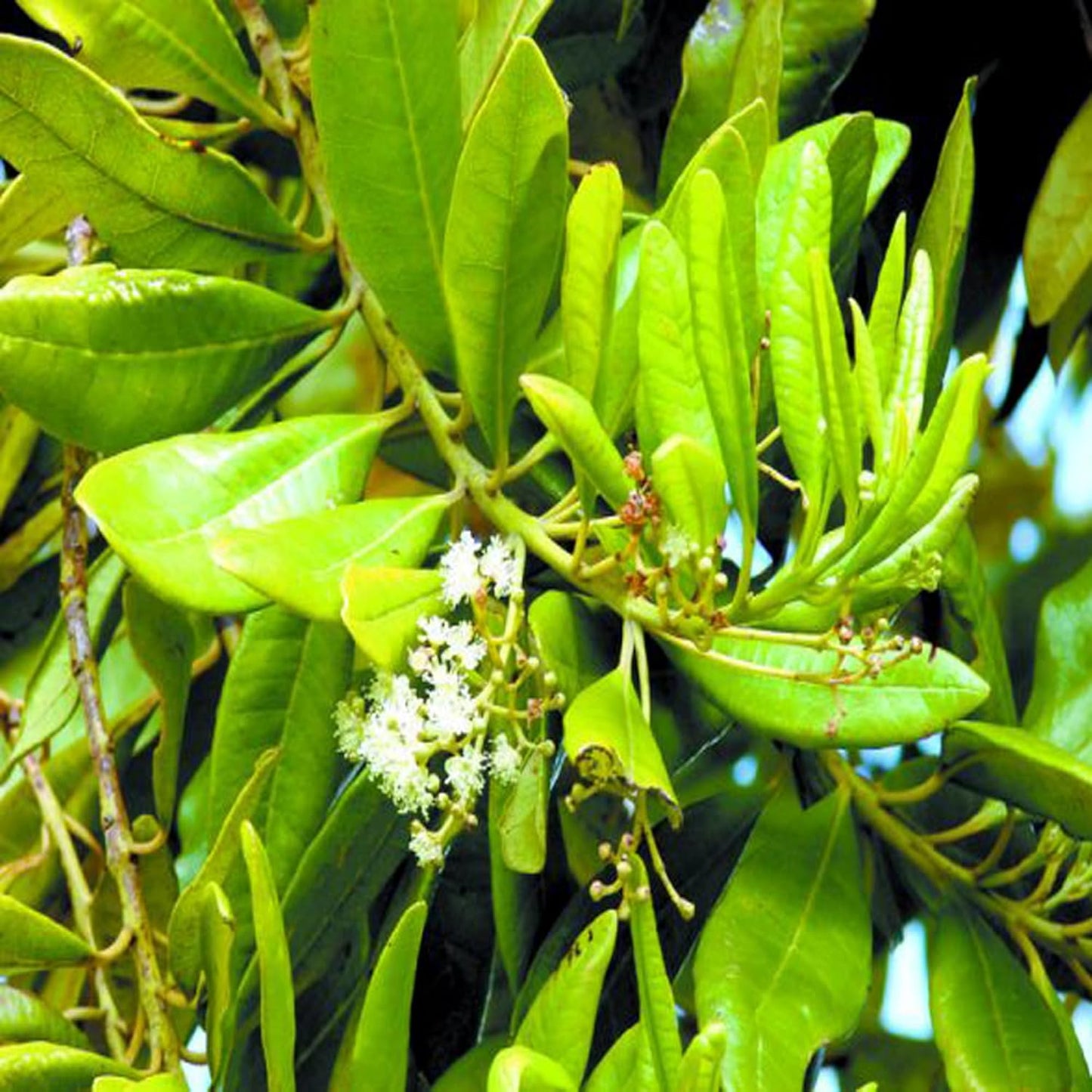 All Spice Pimenta Dioica spice scented leaf Spice Live Plant (1.5-3 Feet Height)