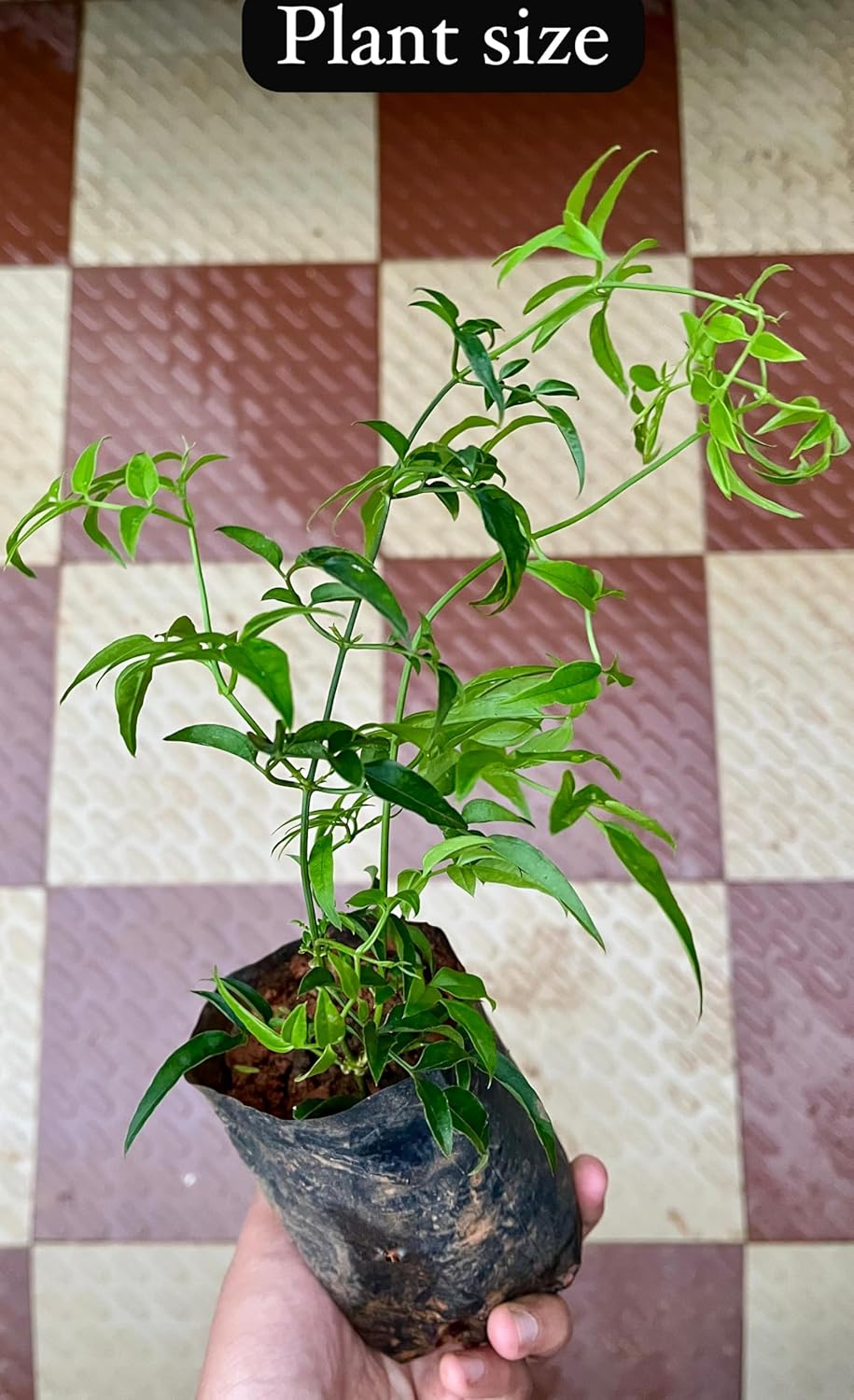 Pink Jasmine Live Flower Plant | Original Jasminum Polyanthum | Pink Bud Kundo | Hybrid Plant | American Jasmine | Beautiful Flowering Shrub | (Jasminum Polyanthum) |Bloom Yard