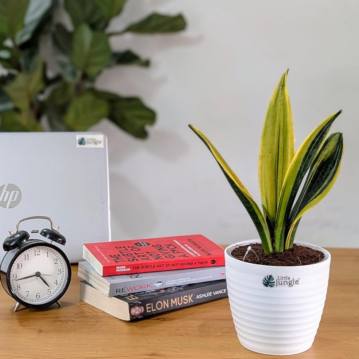 Little Jungle Sansevieria Flame - Live Plant with 5.5 Inches White Decor Pot | Indoor Plants For Home | Snake Plant | Live Plants Indoor | Air Purifying Plant | Live Plant With Pot For Home Decor |