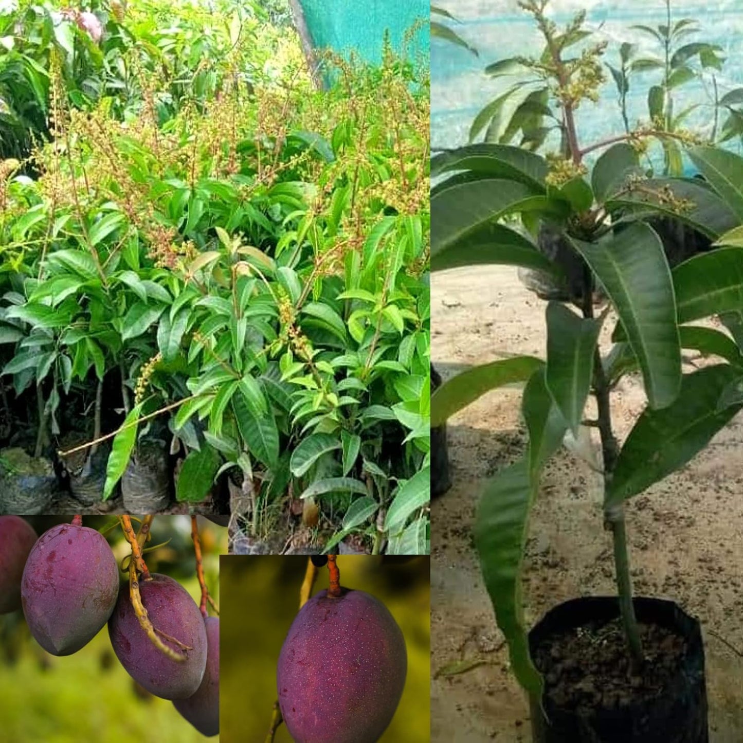 Purple Japanese Miyazaki Mango Plant Original Grafted Fruit Tree Height 1.5-3 Feet Plant Hybrid Plant Fruit In Just 2-3 Years Perfect For Home Gardens Mango Tree Taiyo No Tamago Eggs Of Sun
