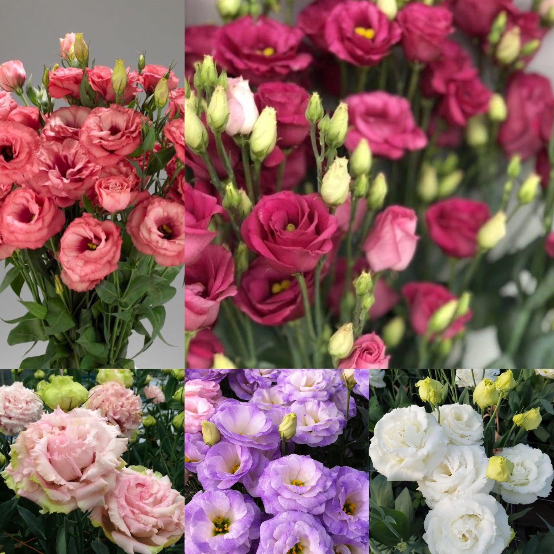 Radha Krishna Agriculture® Imported Lisianthus Flower Seeds for Home and Kitchen Gardening Pack of 100 seeds (MULTISHADE)