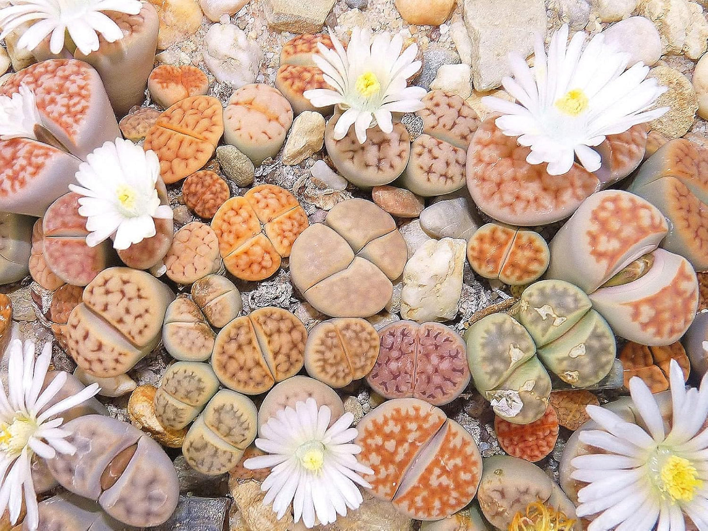 50 Seeds- Lithops Mix Living Stones Desert Rock Plant Seeds For Sowing Home Garden- Grow Indoor & Outdoor Both