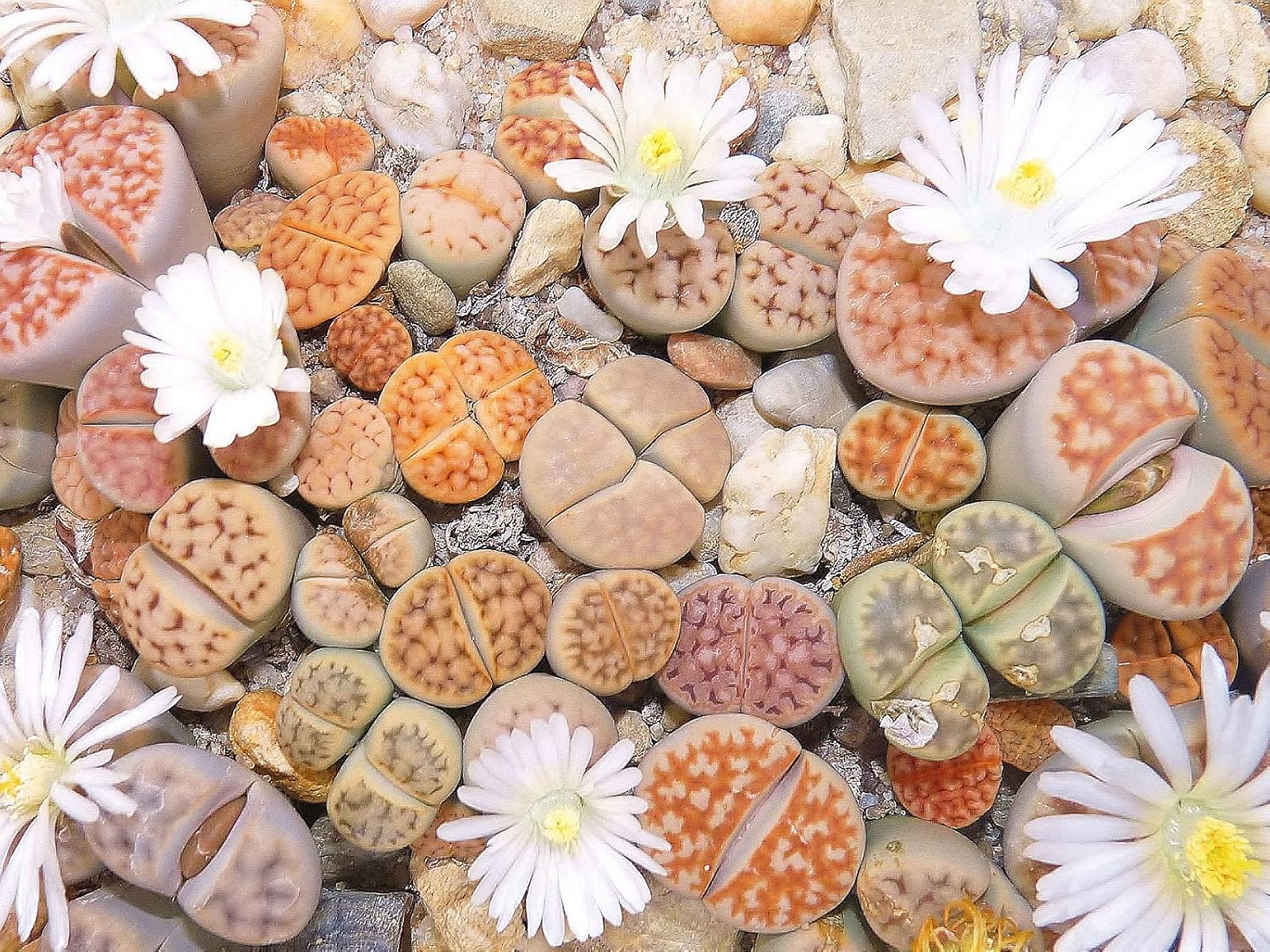 50 Seeds- Lithops Mix Living Stones Desert Rock Plant Seeds For Sowing Home Garden- Grow Indoor & Outdoor Both