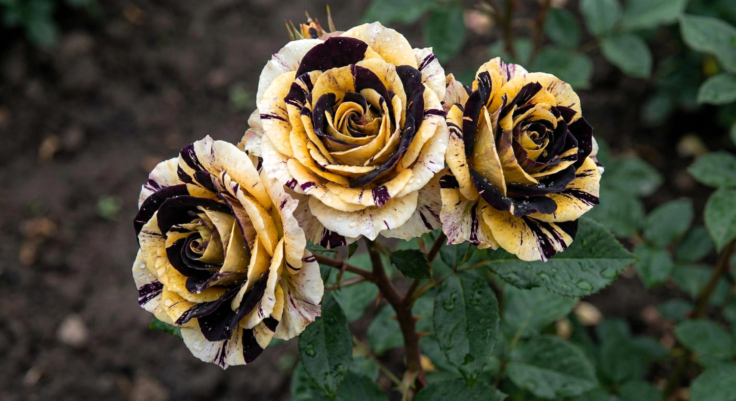 100+ Hybrid Rose Seeds (Hybridization Mix) | Easy to Grow in All-Season, Fragrant Flowers for Home Garden (RED WHITE BLACK)