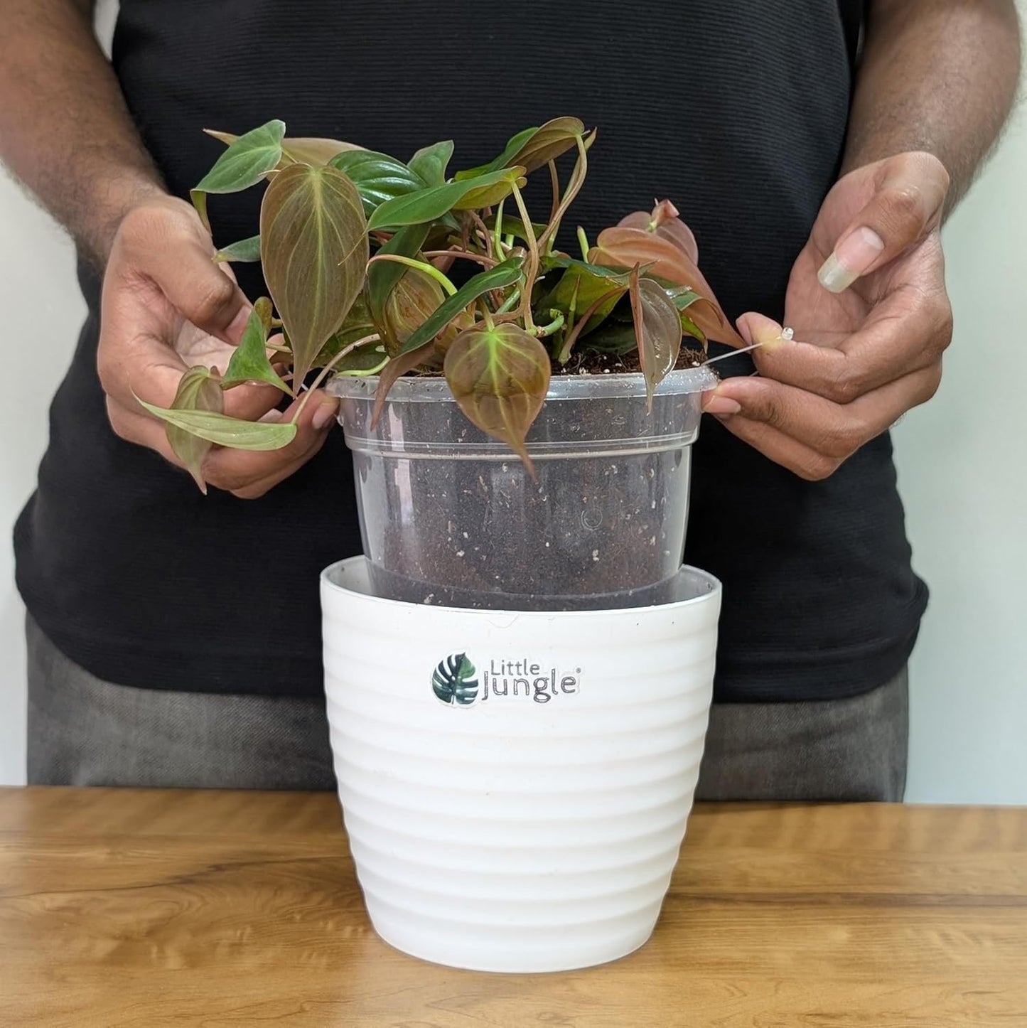 LittleJungle Philodendron Micans - Live Plant with 5.5 Inches White Decor Pot | Indoor Plants For Home | Live Plants Indoor | Air Purifying Plant | Live Plant With Pot For Home Decor |