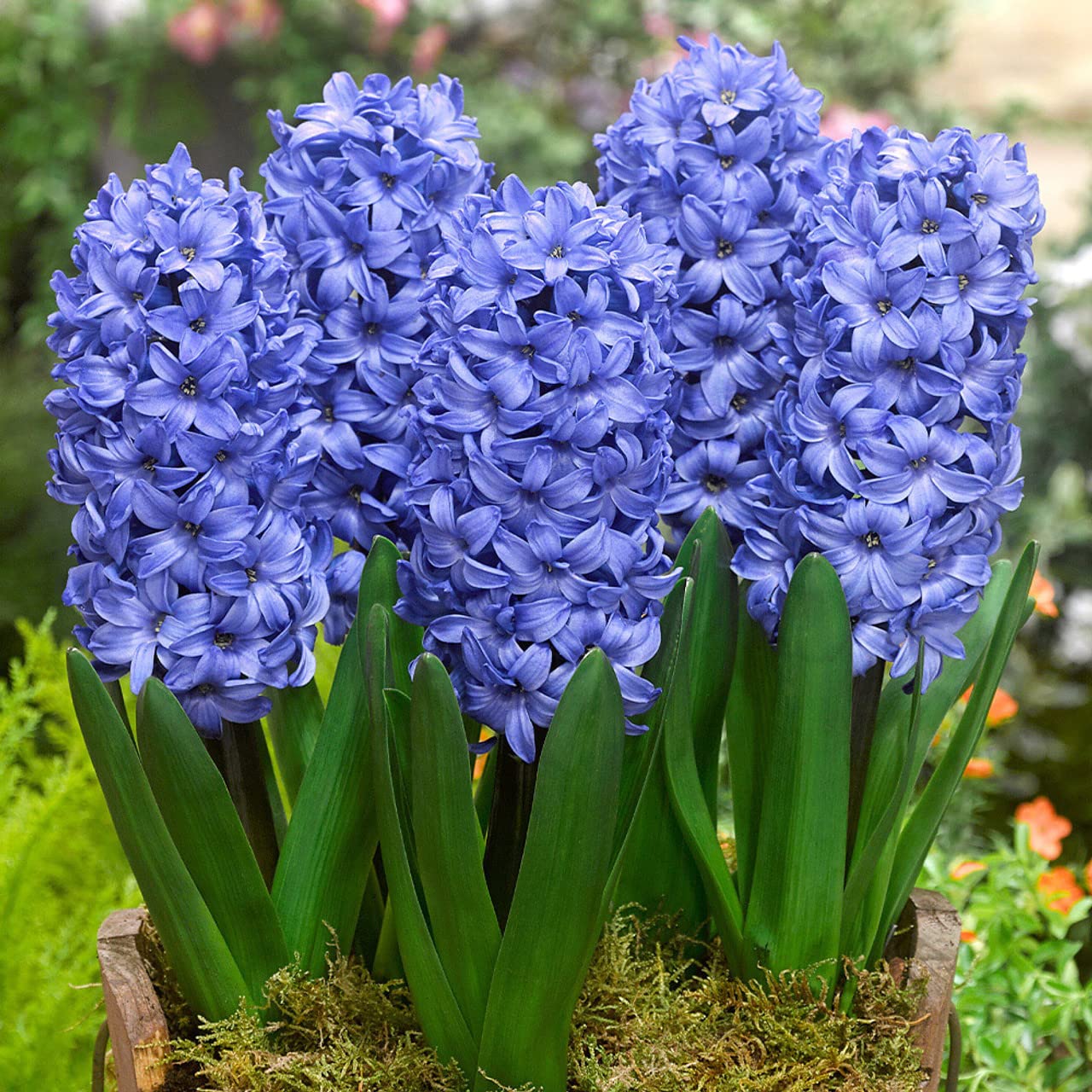 Hyacinth Flower Bulbs for All Season India for Indoor and Outdoor Planting Pack of 1 Bulbs By Zabbus (Blue)
