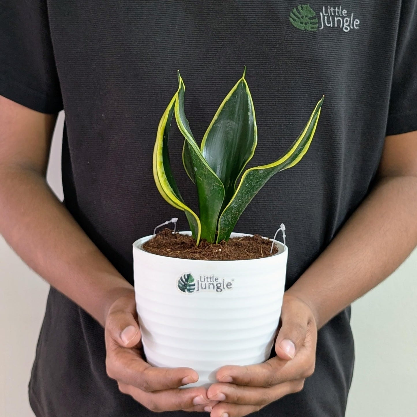 Little Jungle Sansevieria Flame - Live Plant with 5.5 Inches White Decor Pot | Indoor Plants For Home | Snake Plant | Live Plants Indoor | Air Purifying Plant | Live Plant With Pot For Home Decor |