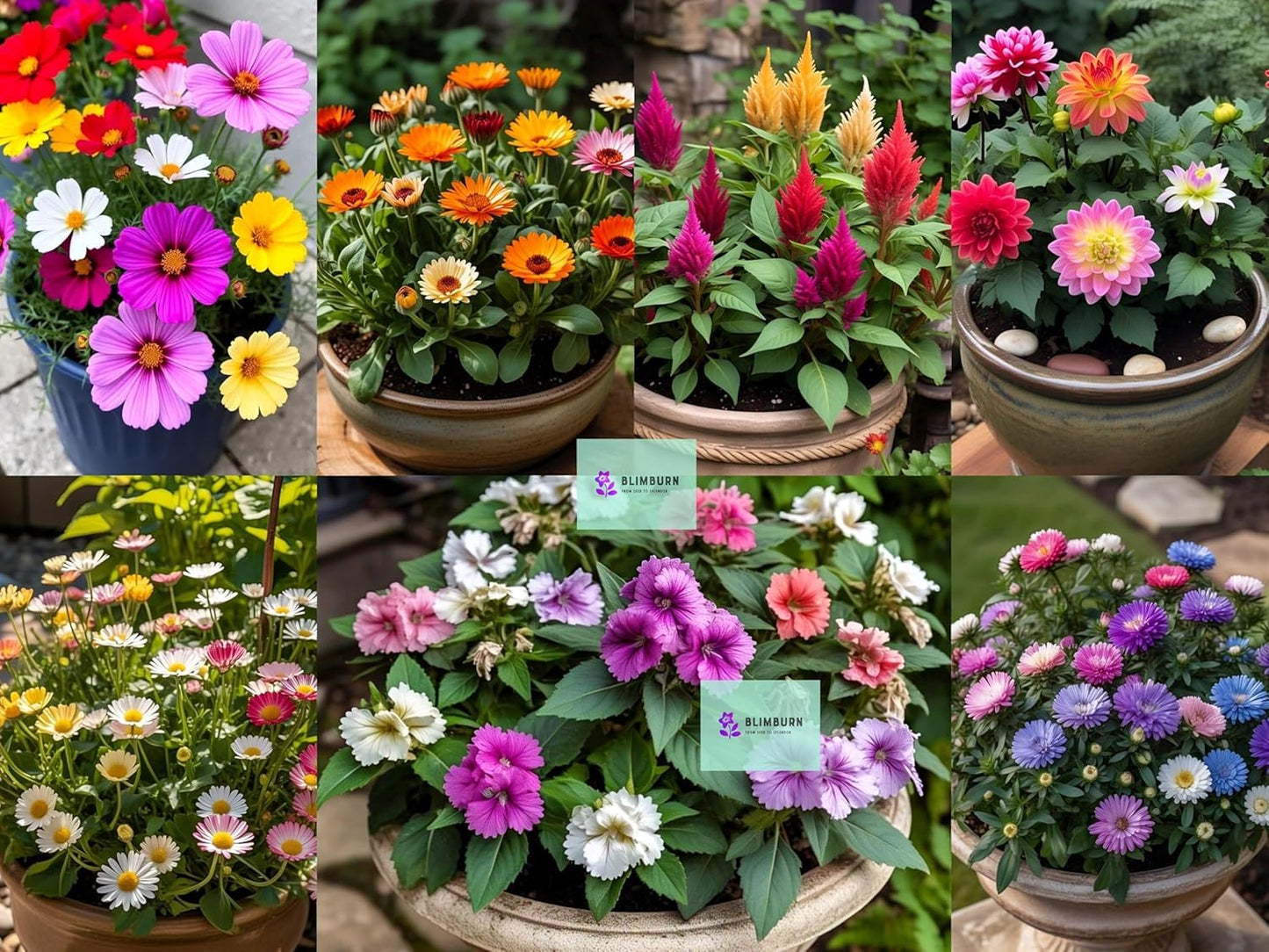 BlimBurn 1200+ Pcs - October to December Sowing Hybrid Flower Seeds Combo - 20-in-1 Pack for Vibrant Summer Flowers - Seeds Ville