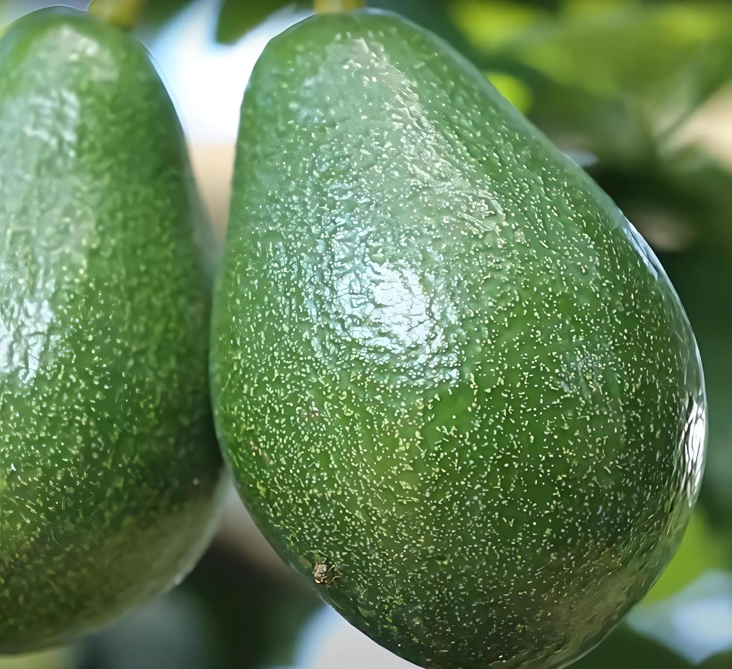 Avocado Frout Plant (Plant height 1.5-2.5 Feet) Butter Fruit - Plant Hybrid Hass Avocado Persea Americana Alligator Pear Butter Fruit Vena Ey Evokaido Phal Aveakkadea Phalam Rare Variety Tree