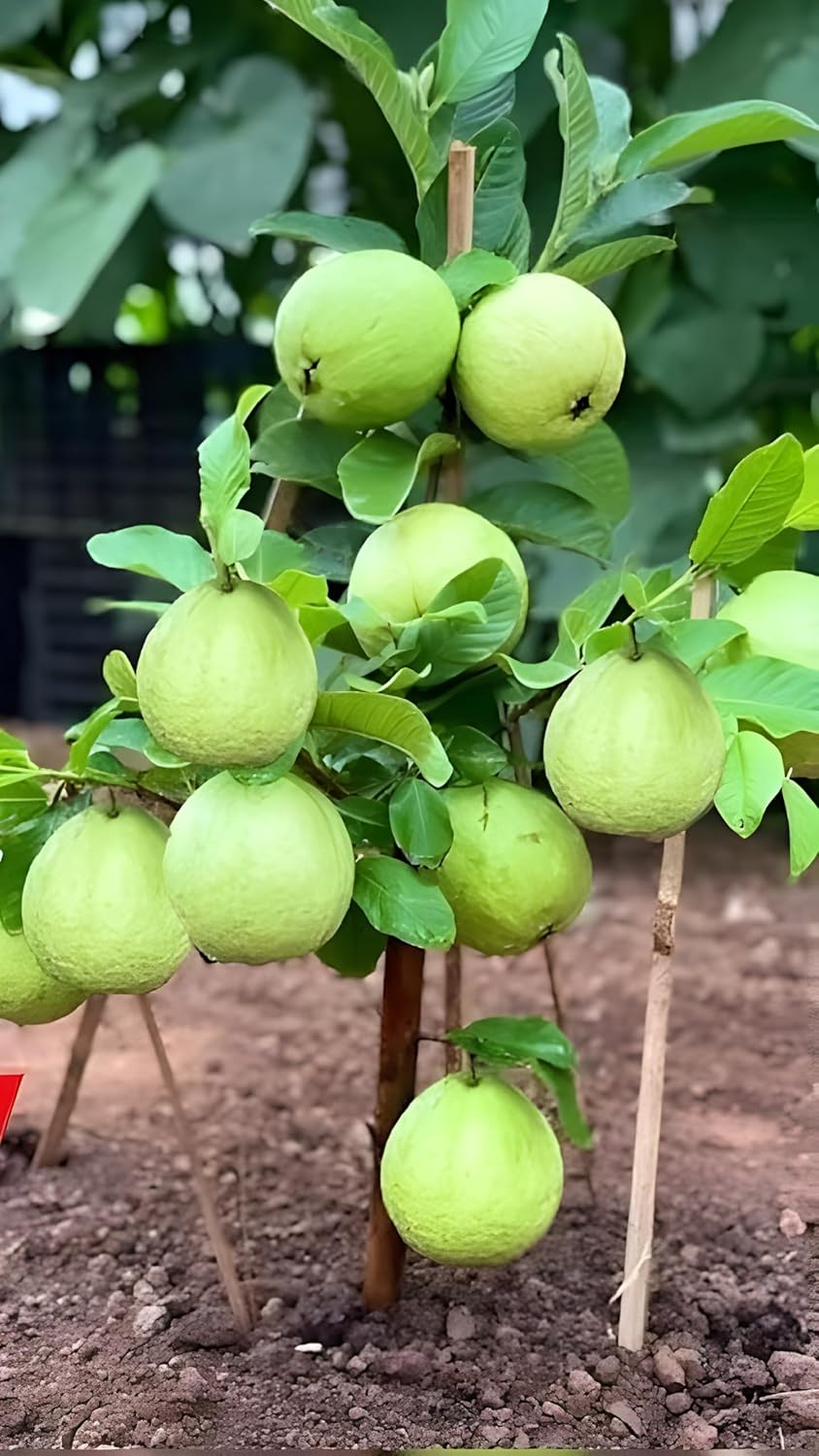 GreenCaart Thai Guava Plant Hybrid, All Seasons Sweet Variety, Seedless Amrud Tree, Pack of 1, Fruit After 1 Year - Seeds Ville
