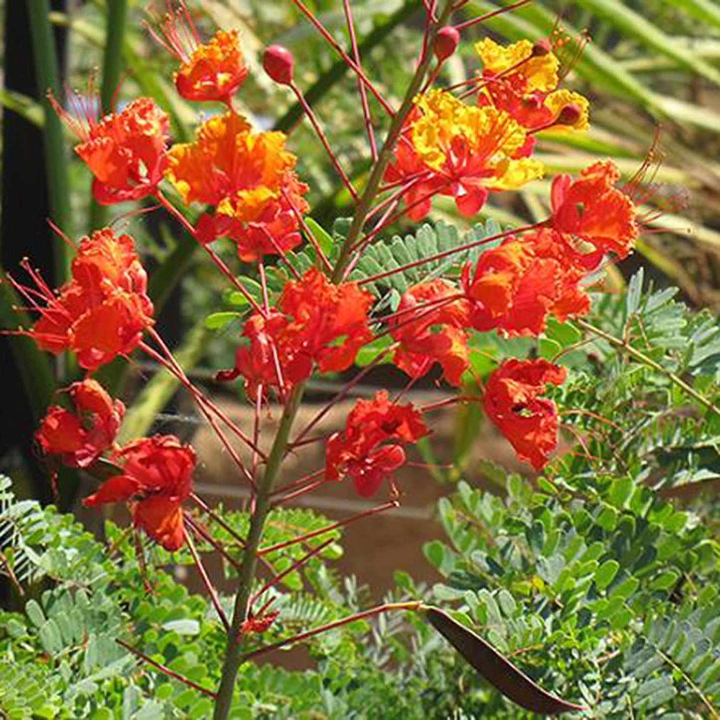 Red Peacock Flower Seeds Pride of Barbados Dwarf Poinciana- 20 Seeds