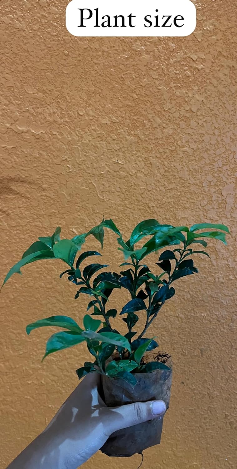 Yesterday Today Tomorrow Live Flower Plant | Sunday Monday Live Plant | Flowering Shrub | Small Tree | Brunfelsia pauciflora | Hybrid Plant | Beautiful Ornamental Live Plant |Bloom Yard