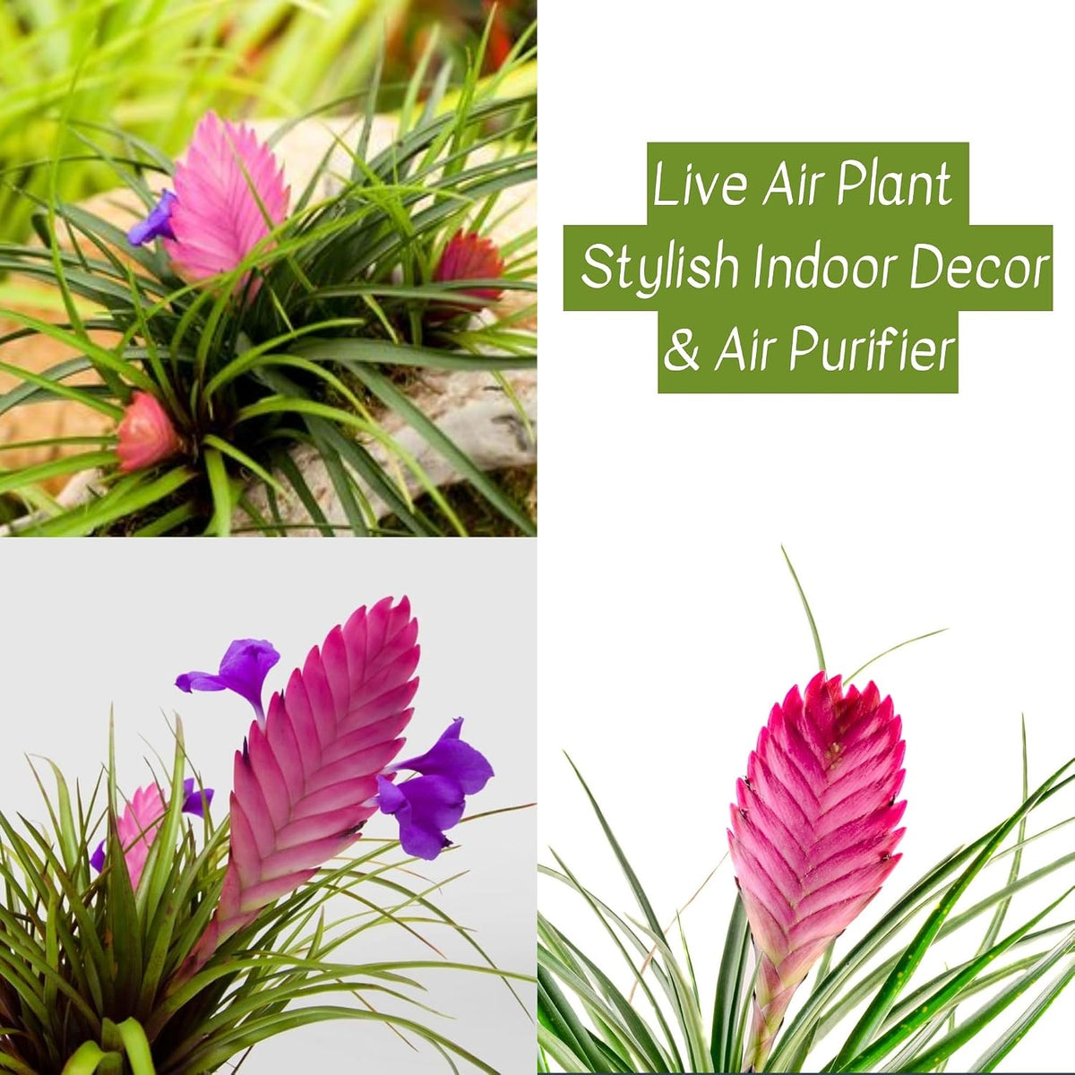Seeds Ville Pink Quill Tillandsia Live Plant in Pot
