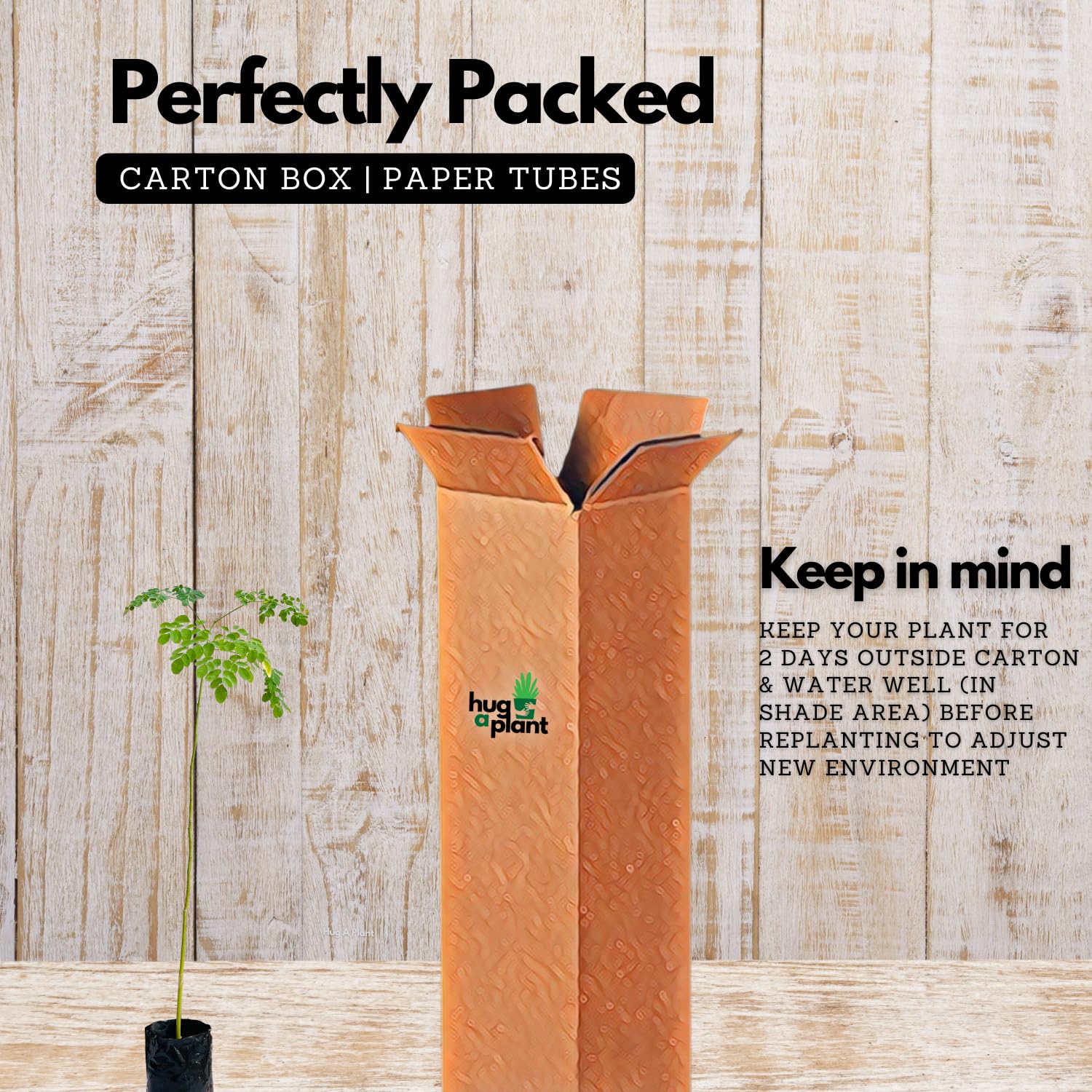 Hug A Plant | Birth Star : Shravishtha|Avittam|Dhanishta (Plant: Muringa-Moringa Oleifera|Prosopis Cineraria|Prosopis Spicigera|Prosopis Juliflora) (Home & Garden)