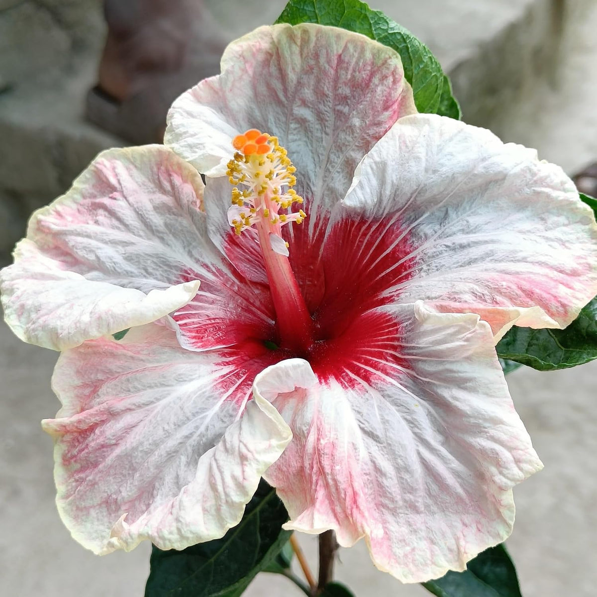 Seeds Ville American Variety Hibiscus Live Flower Plant