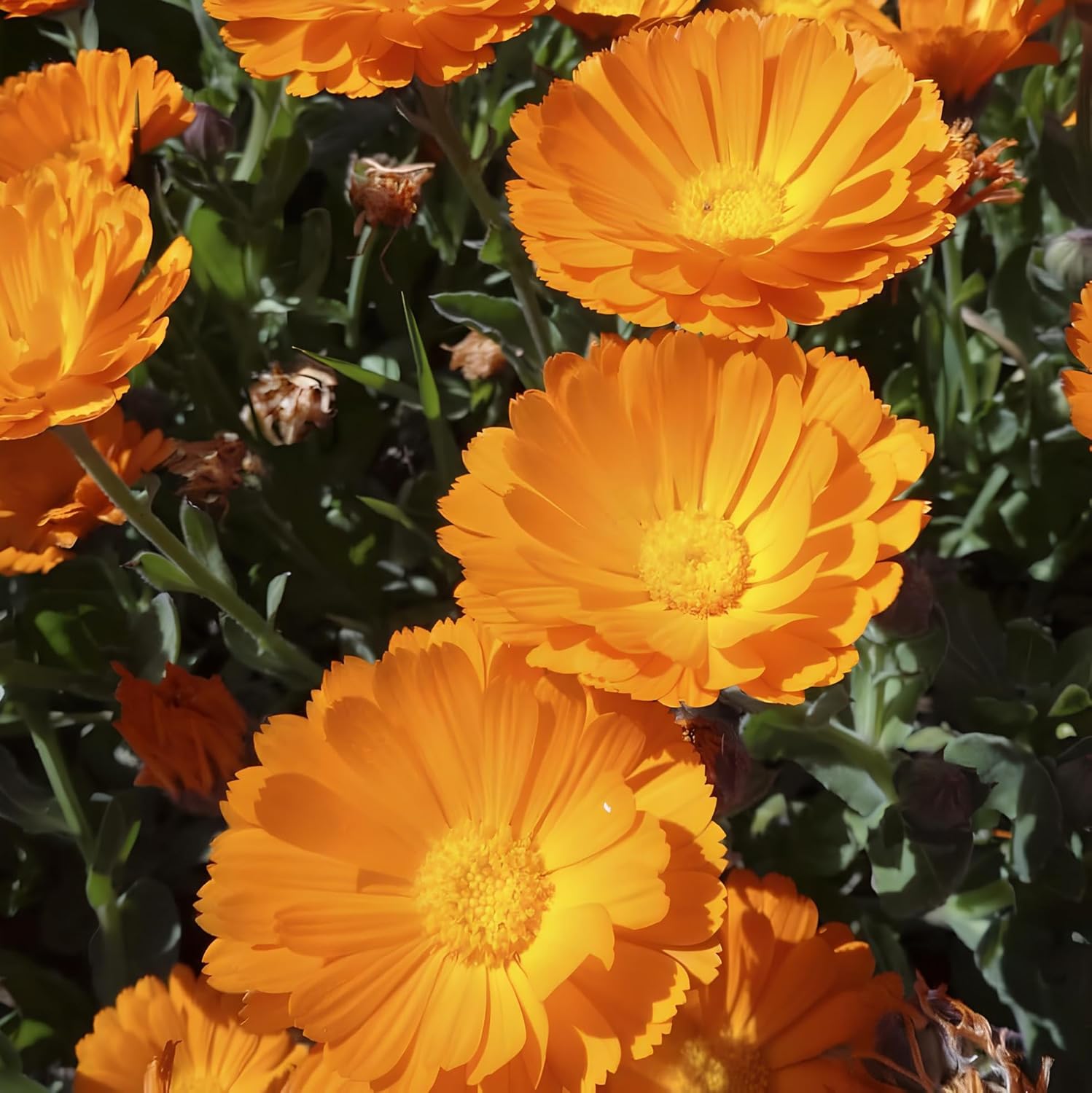 35+ Seeds- Hybrid Marigold Gainda Flower Seeds - Natural Insect Repellent - Grow Year Round - All India - Seeds Ville