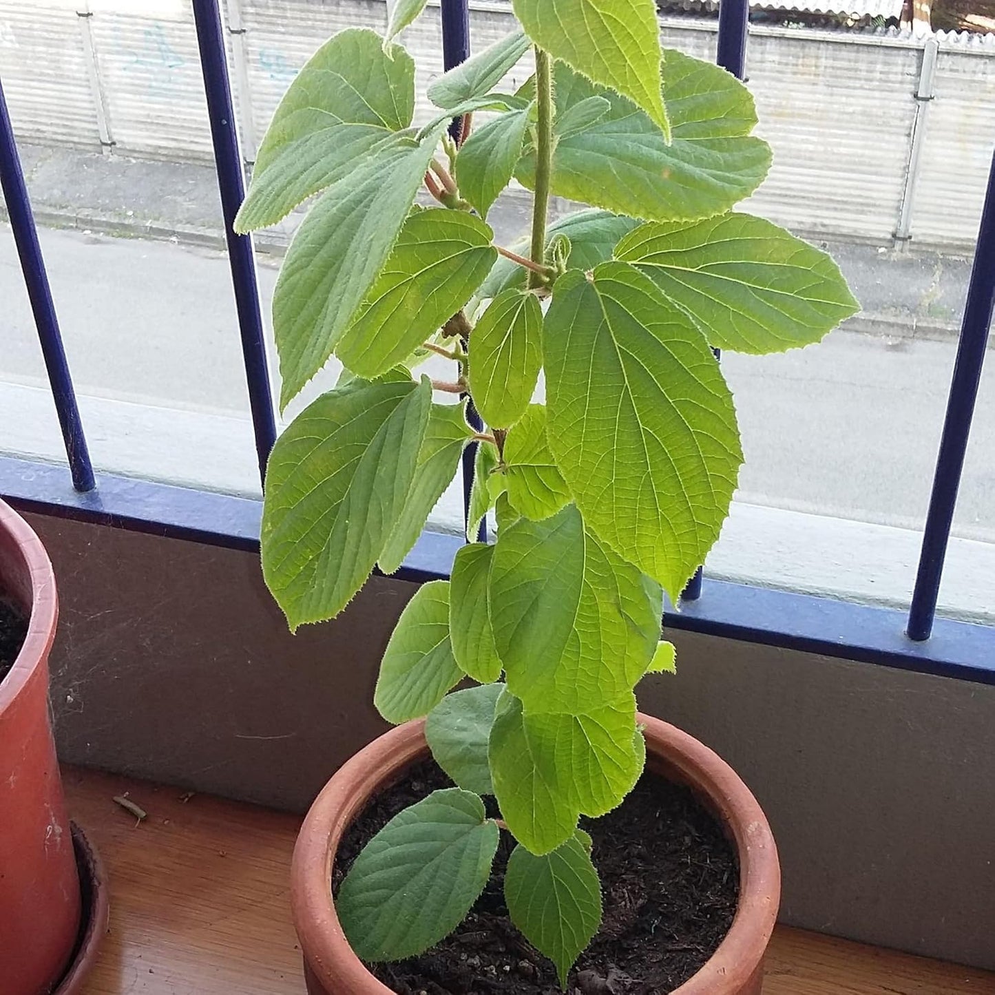 Kiwi Plant – Live Grafted Fruit Vine for Home Garden | Cold-Hardy, Fast-Growing Climber in Pot | Organic Kiwi Sapling (1)