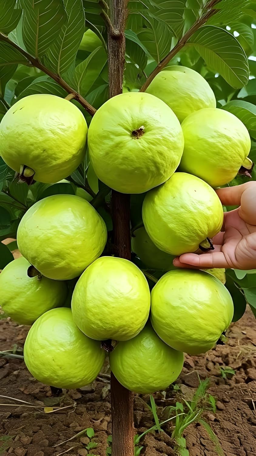 GreenCaart Thai Guava Plant Hybrid, All Seasons Sweet Variety, Seedless Amrud Tree, Pack of 1, Fruit After 1 Year - Seeds Ville