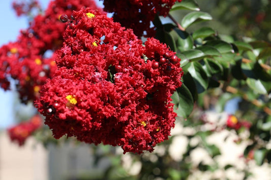 Legerstomia Red Crape Myrtle Furush Flower Live plant(Plant Height -1.5 Ft- 2 Ft) - Seeds Ville