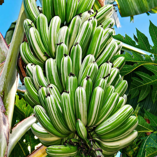 Variegated Musa Banana Plant Tropical Tree for Home Gardening