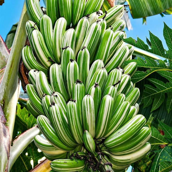Variegated Musa Banana Plant Tropical Tree for Home Gardening