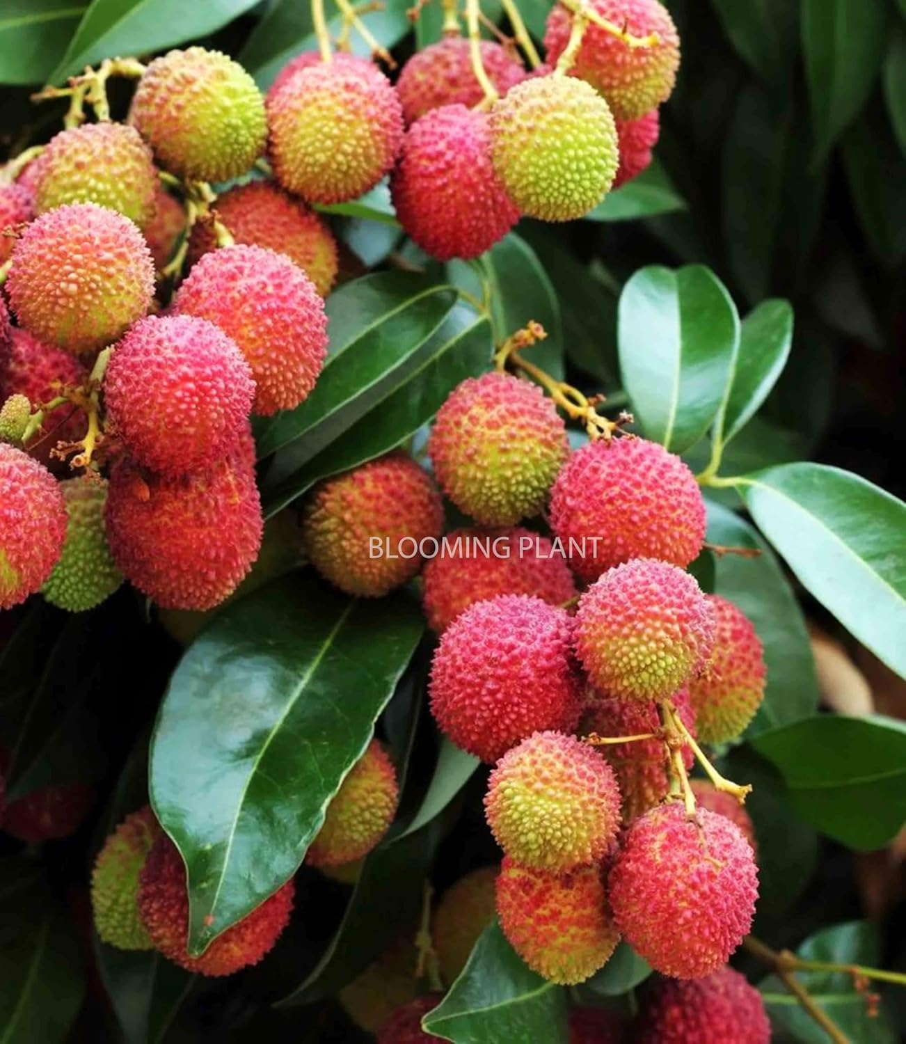 Muzaffarpur Shahi Litchi Fruit Live Plant | Lichi | Lychee | Lichu | Air Layered - Hybrid | High-Yield - Sweet Fruiting Tree For Home Garden (1-2 Feet Height 1 Leechi Plant in Poly Bag)