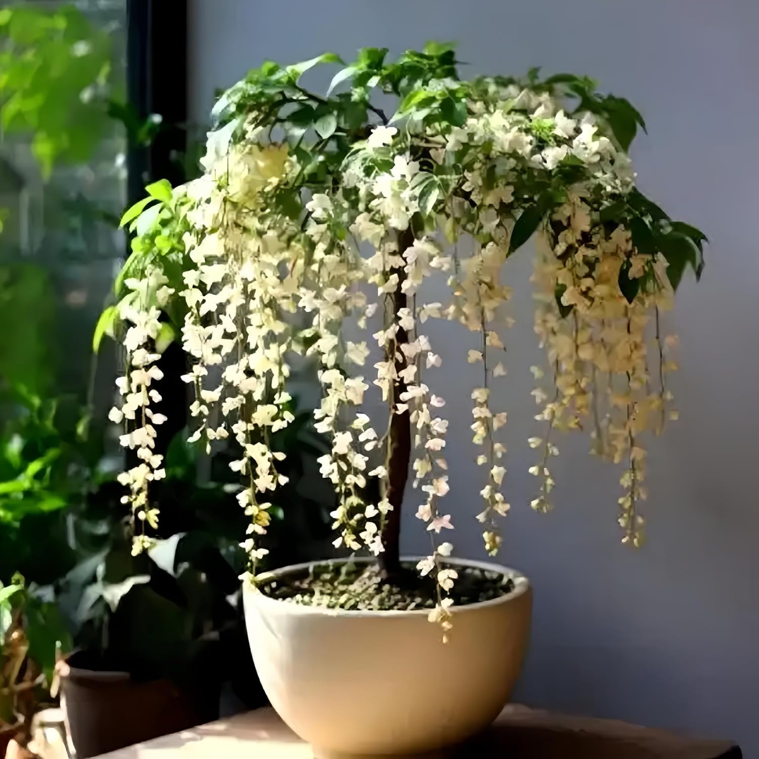 Weeping Jasmine Seeds (300 PCS) – Fragrant Cascading White Flowers, Climbing & Trailing Ornamental Vine, Non-GMO Flower Seeds for Garden, Balcony & Pergola Planting