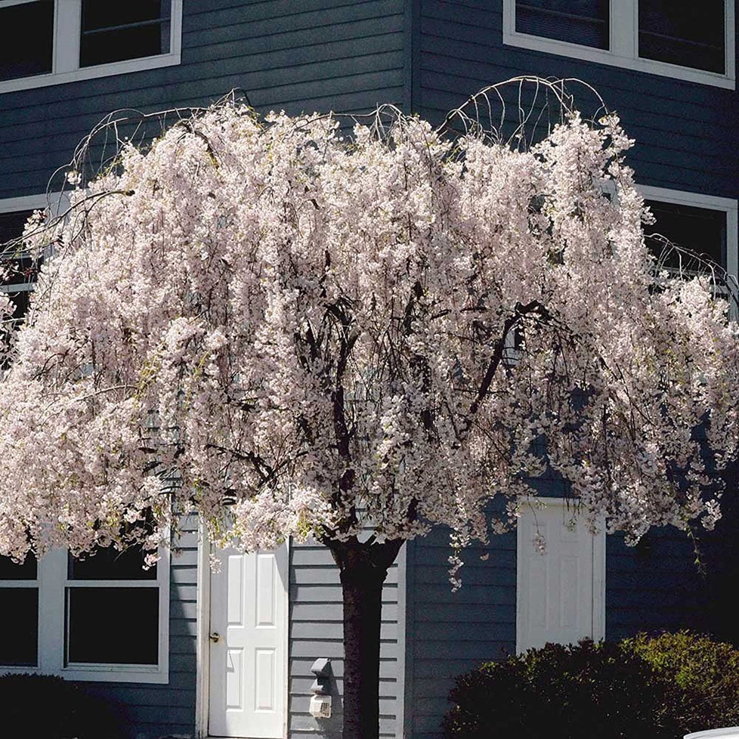 Dwarf Weeping White Cherry Tree 5 Seeds Beauty White Privacy Screen Ornimental Tree Great for Planting - Seeds Ville