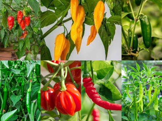 7 Variety Combo Organic Pepper Seeds - 50+ Seeds of Each Type - Over 350 Seeds,Organic Heirloom Varieties.